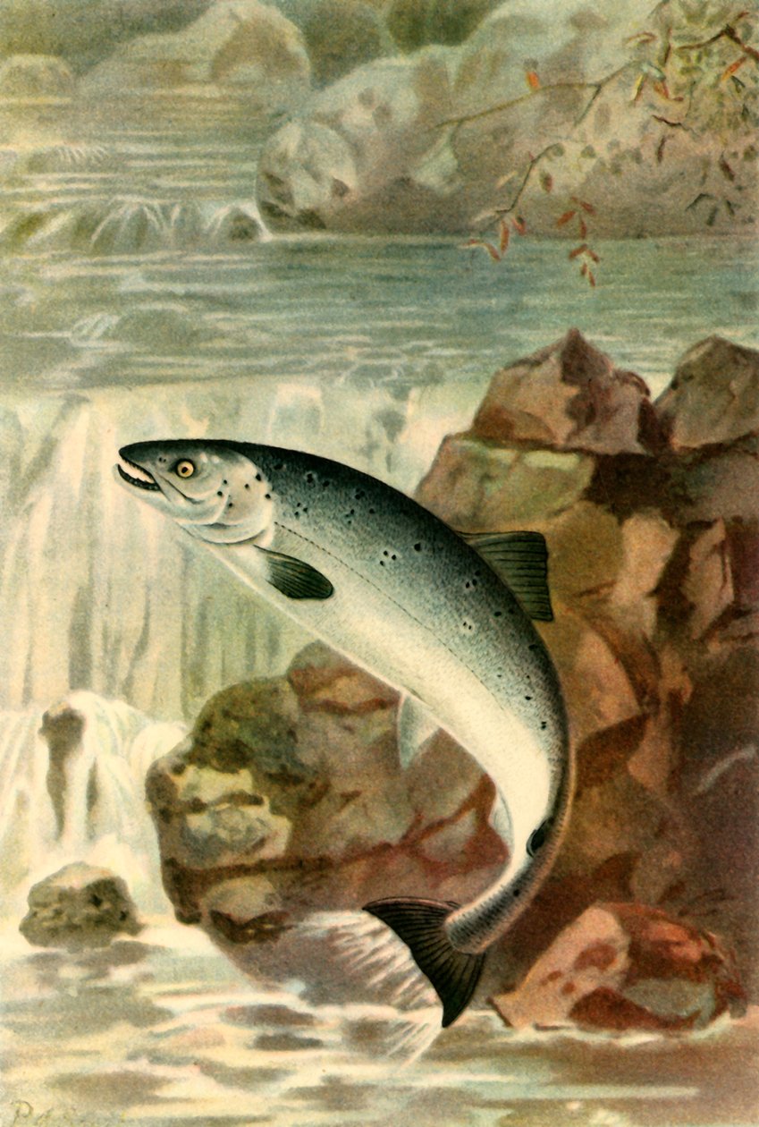 Ein Lachsprung, 1895 von P. J. Smit