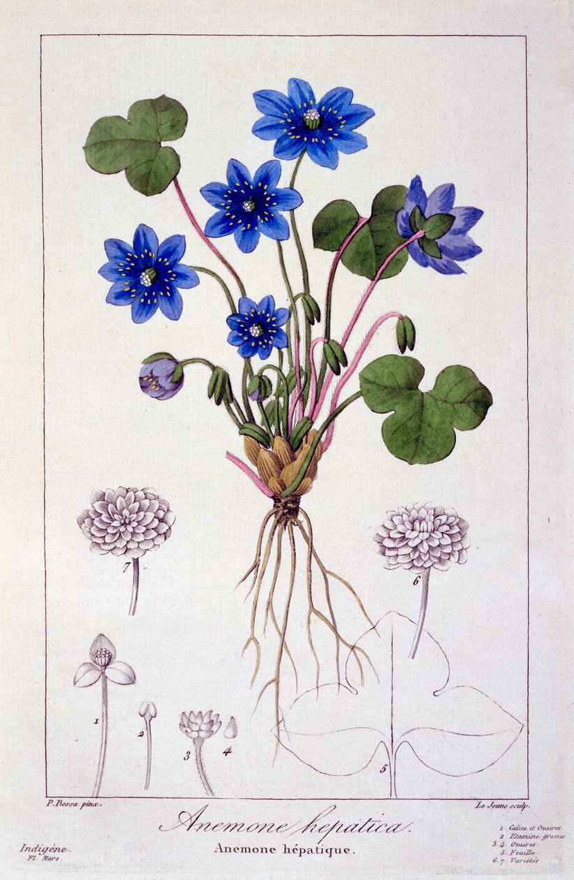 Hepatica nobilis von Panacre Bessa
