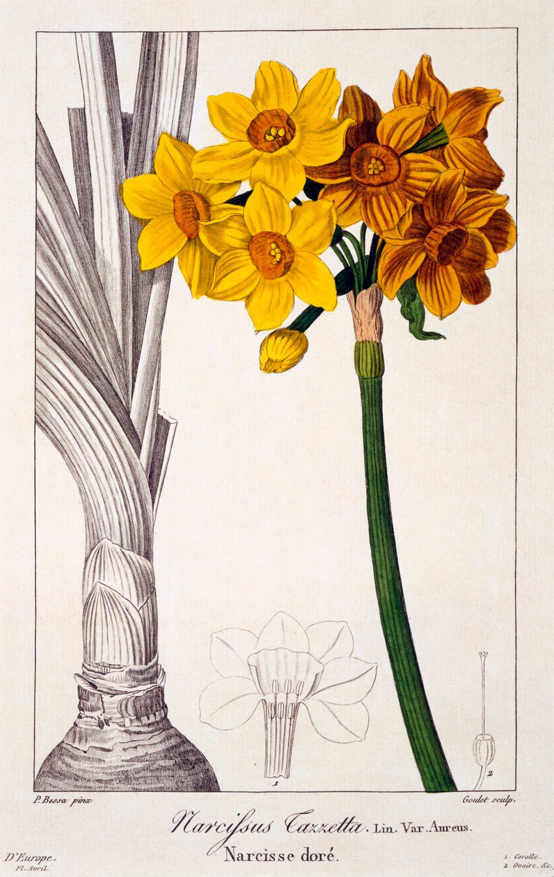 Narcissus Tazetta von Panacre Bessa