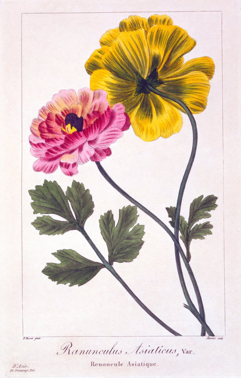 Persische Butterblume, 1836 von Pancrace Bessa