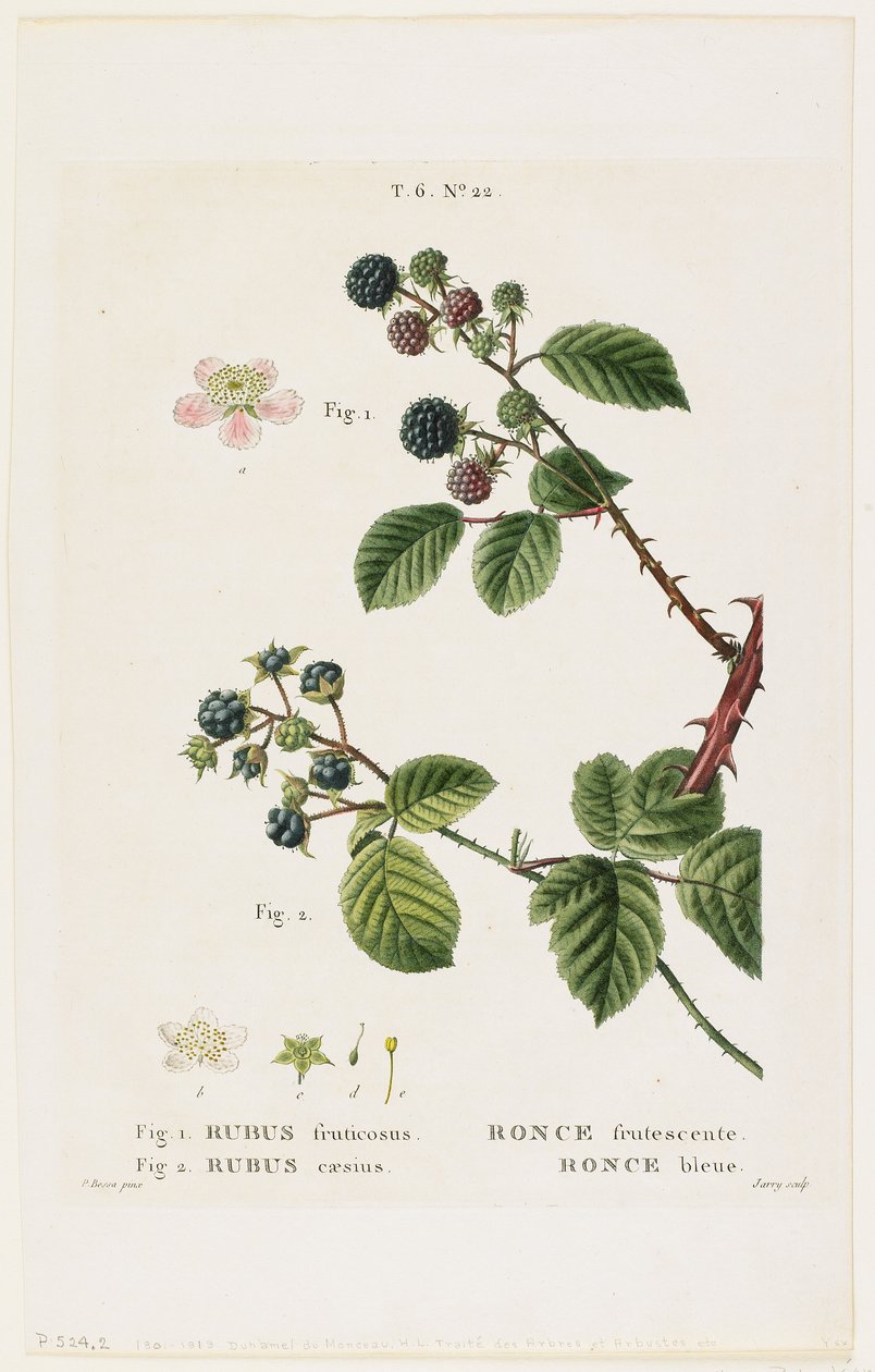 Ronce frutescente. Ronce bleue von Pancrace Bessa
