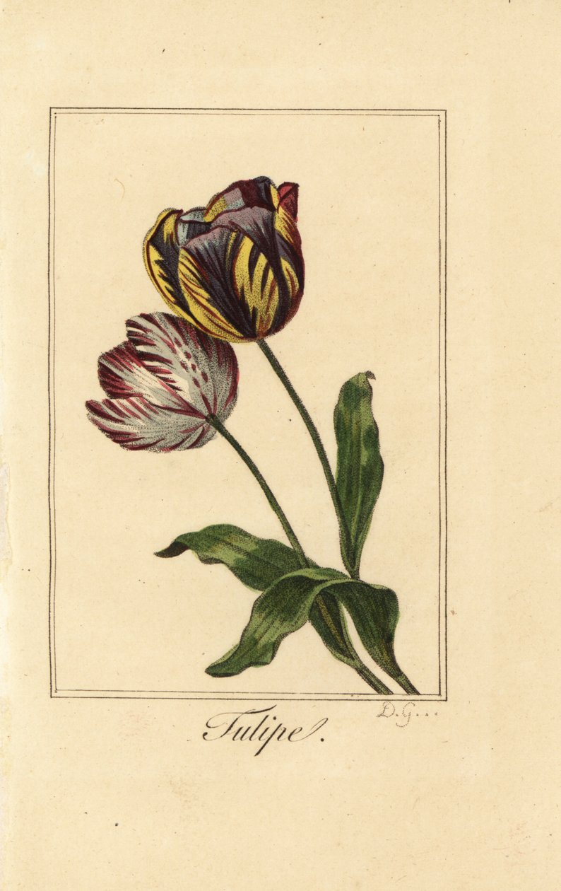 Tulpenarten, Tulipa gesneriana von Pancrace (after) Bessa