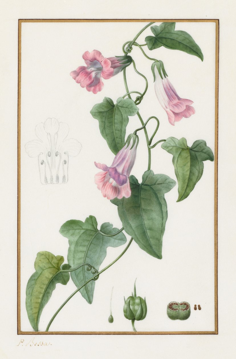 Botanisch: Maurandia semperflorens, 1836 von Pancrace Bessa