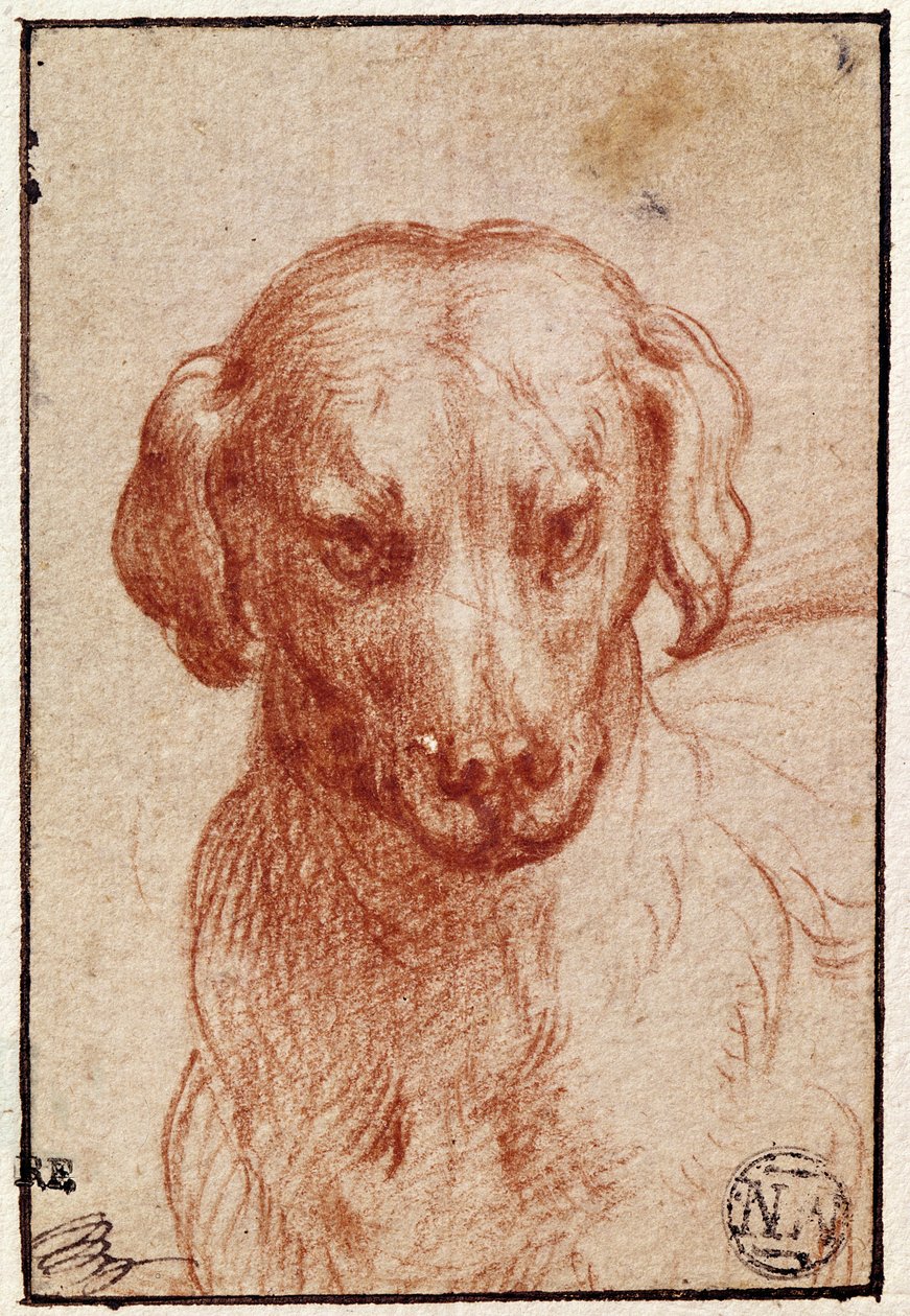 Kopf eines Hundes von Parmigianino
