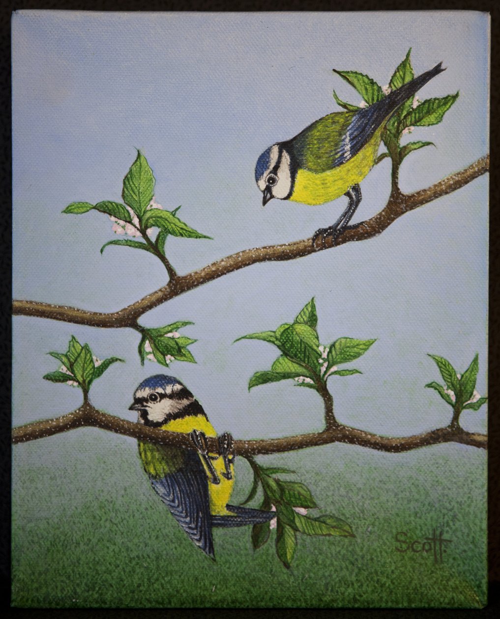 Blaumeisen, 2016 von Pat Scott