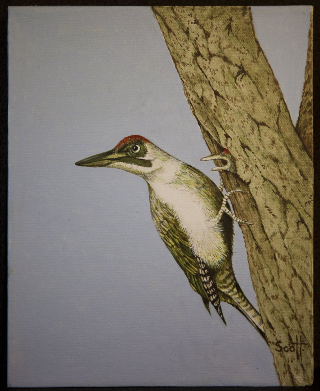 Grünspecht, 2016 von Pat Scott