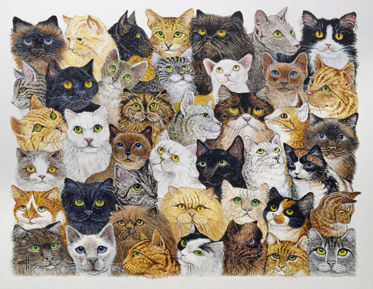 Nur der Katzenschnurrbart von Pat Scott