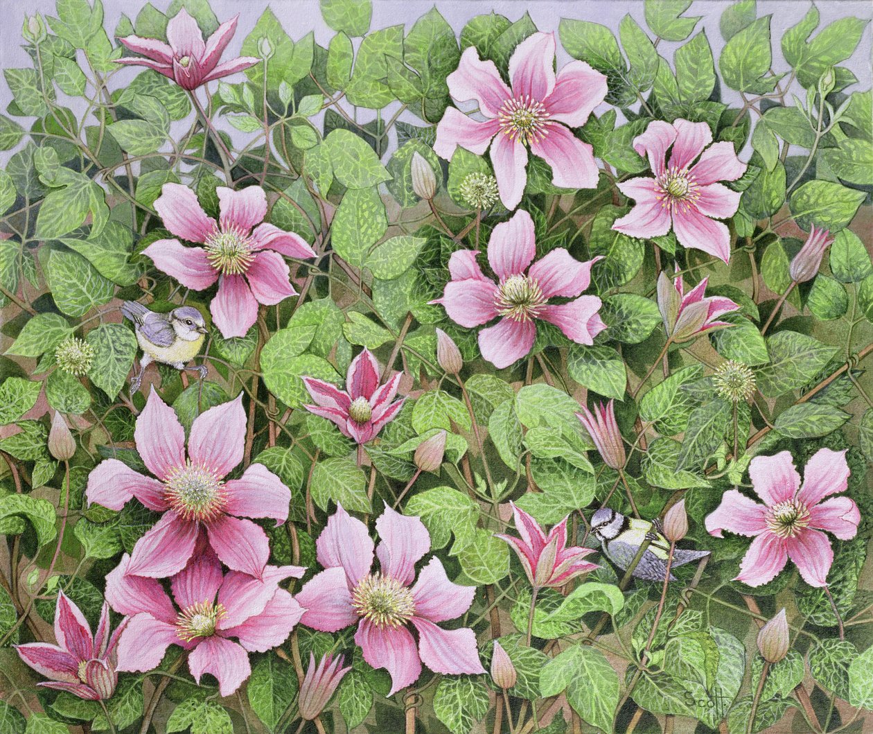 Nisten in Clematis von Pat Scott