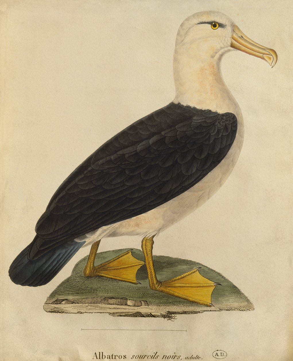 Albatros mit schwarzen Augenbrauen von Paul Louis Oudart