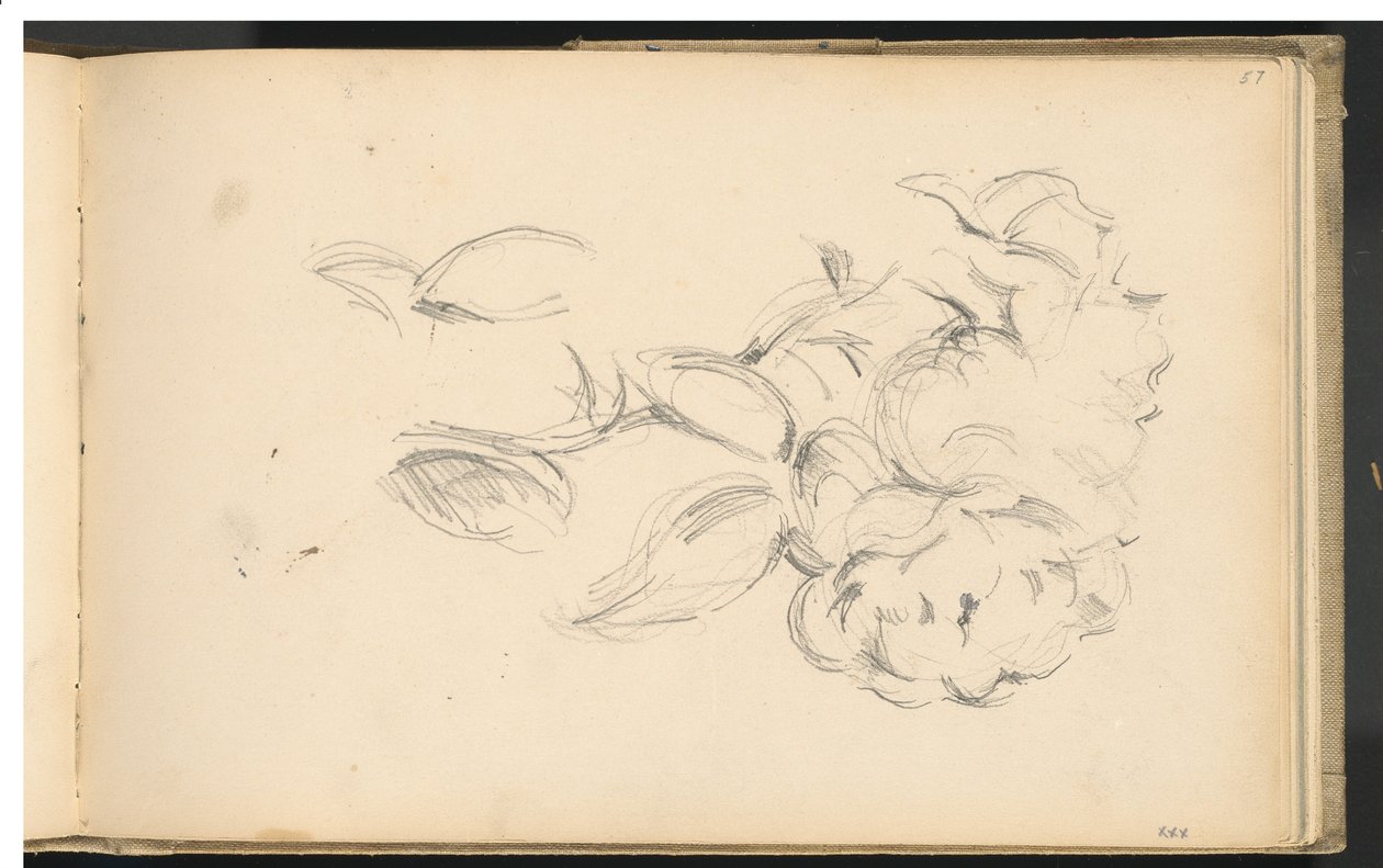 Pfingstrosen von Paul Cézanne