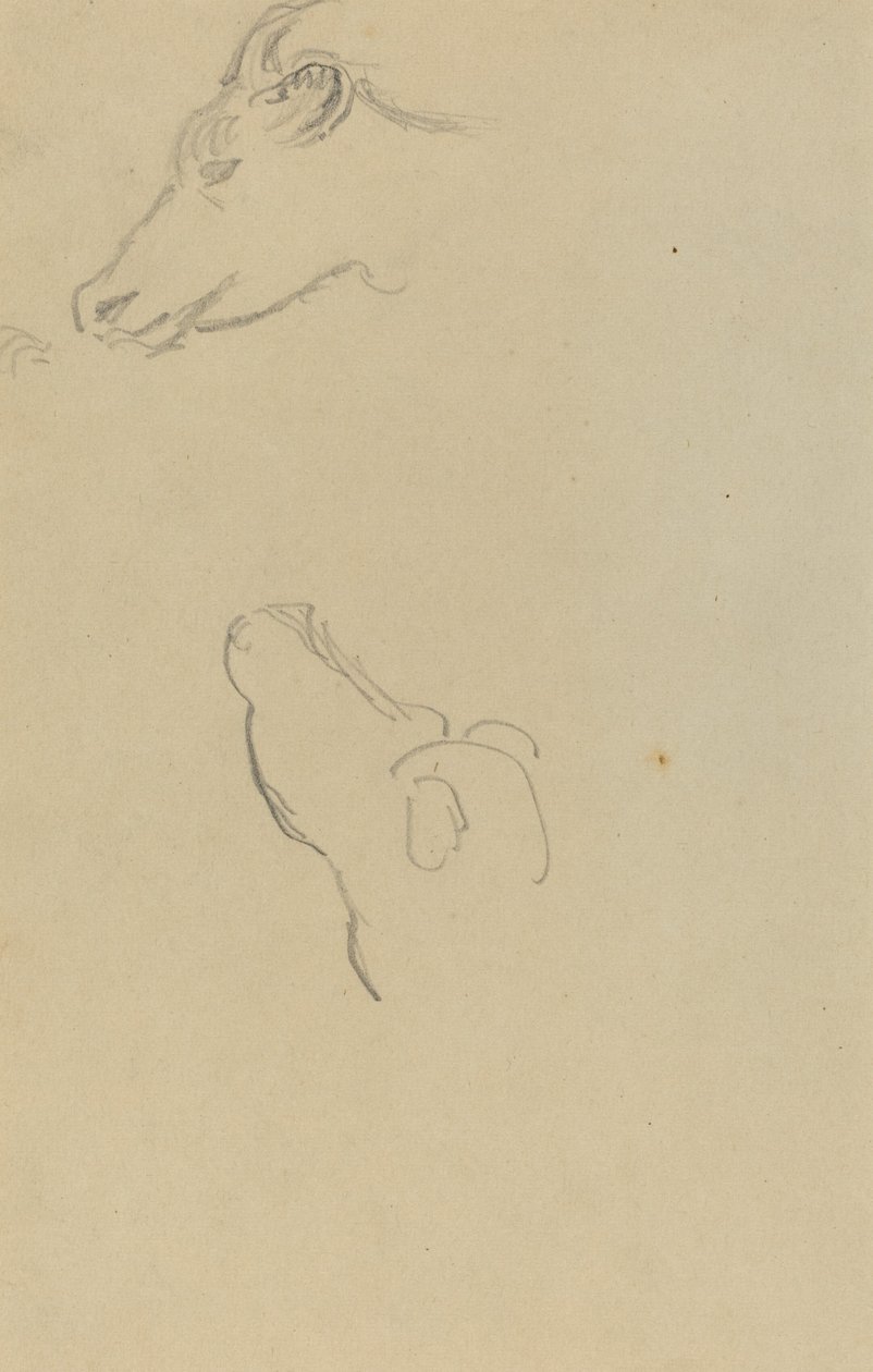 Kopf einer Kuh [recto] von Paul Gauguin