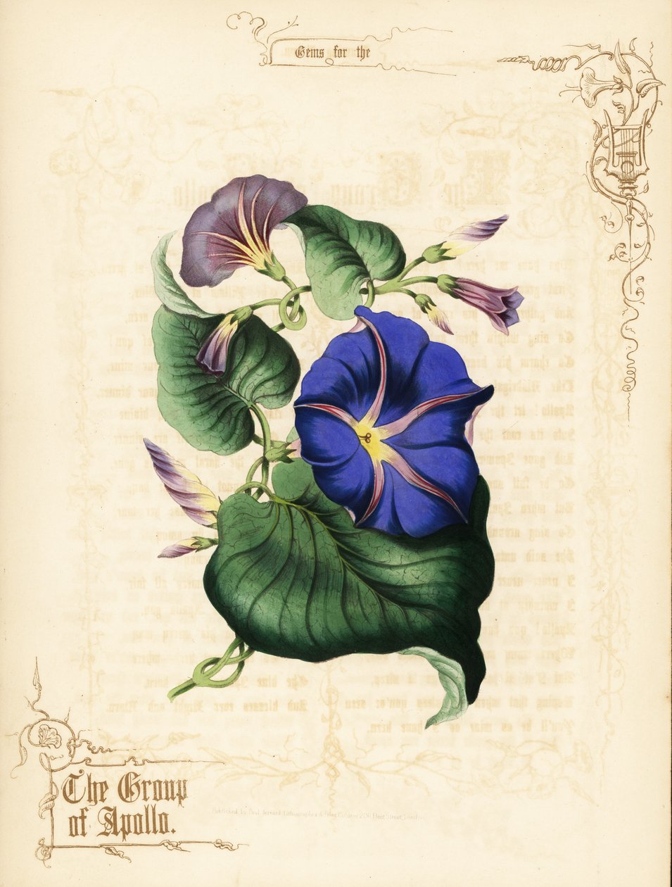 Prunkwinde Blumen und Laub von Paul Jerrard