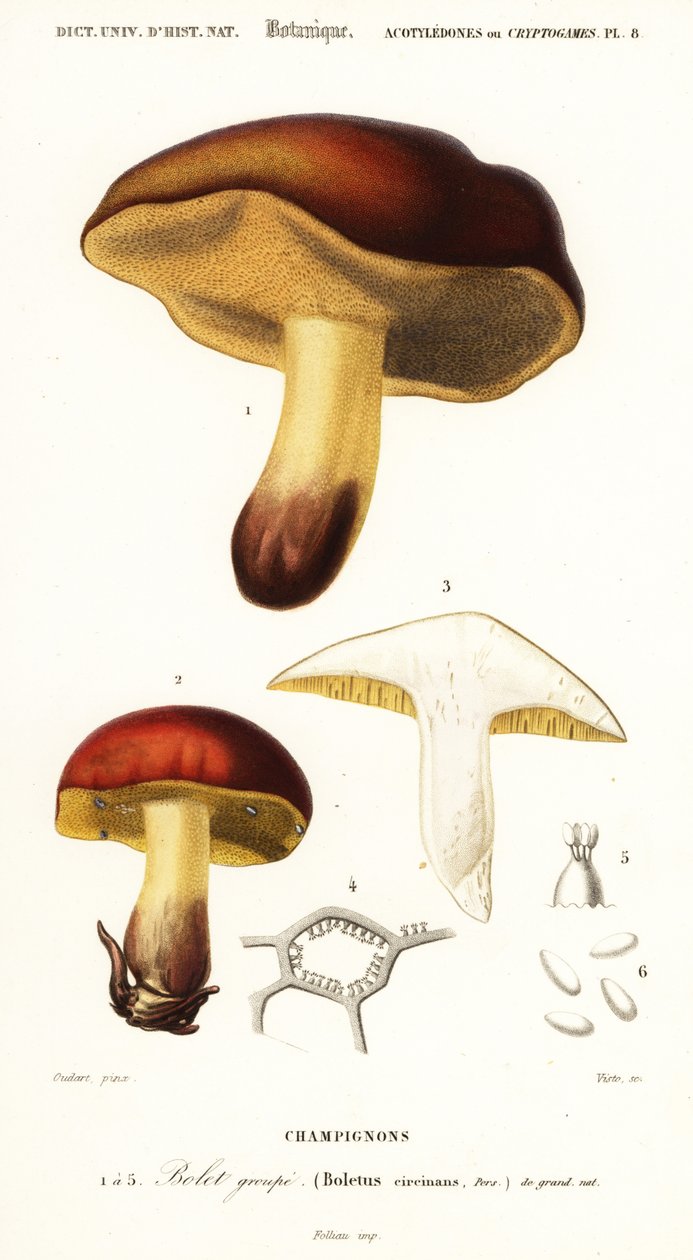 Boletus-Pilz, Boletus circinans (Gravur) von Paul Louis Oudart