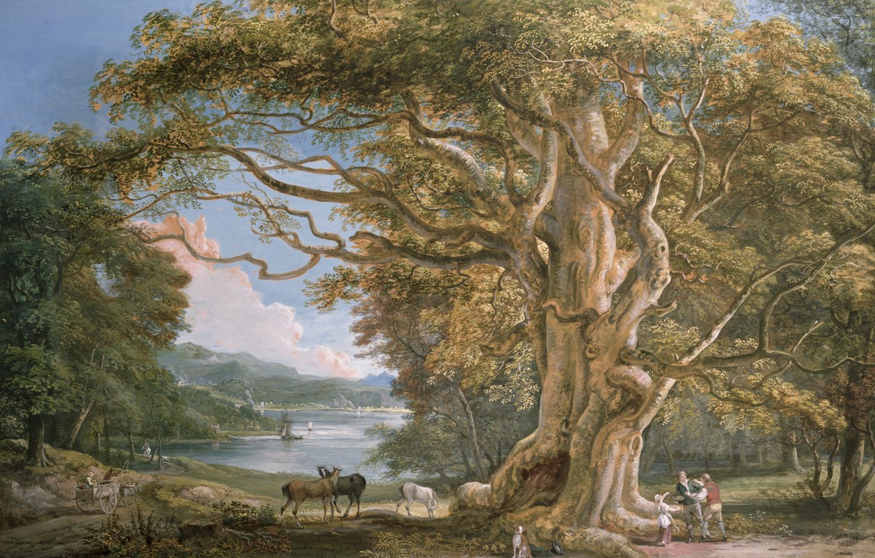 Alter Buchenbaum von Paul Sandby