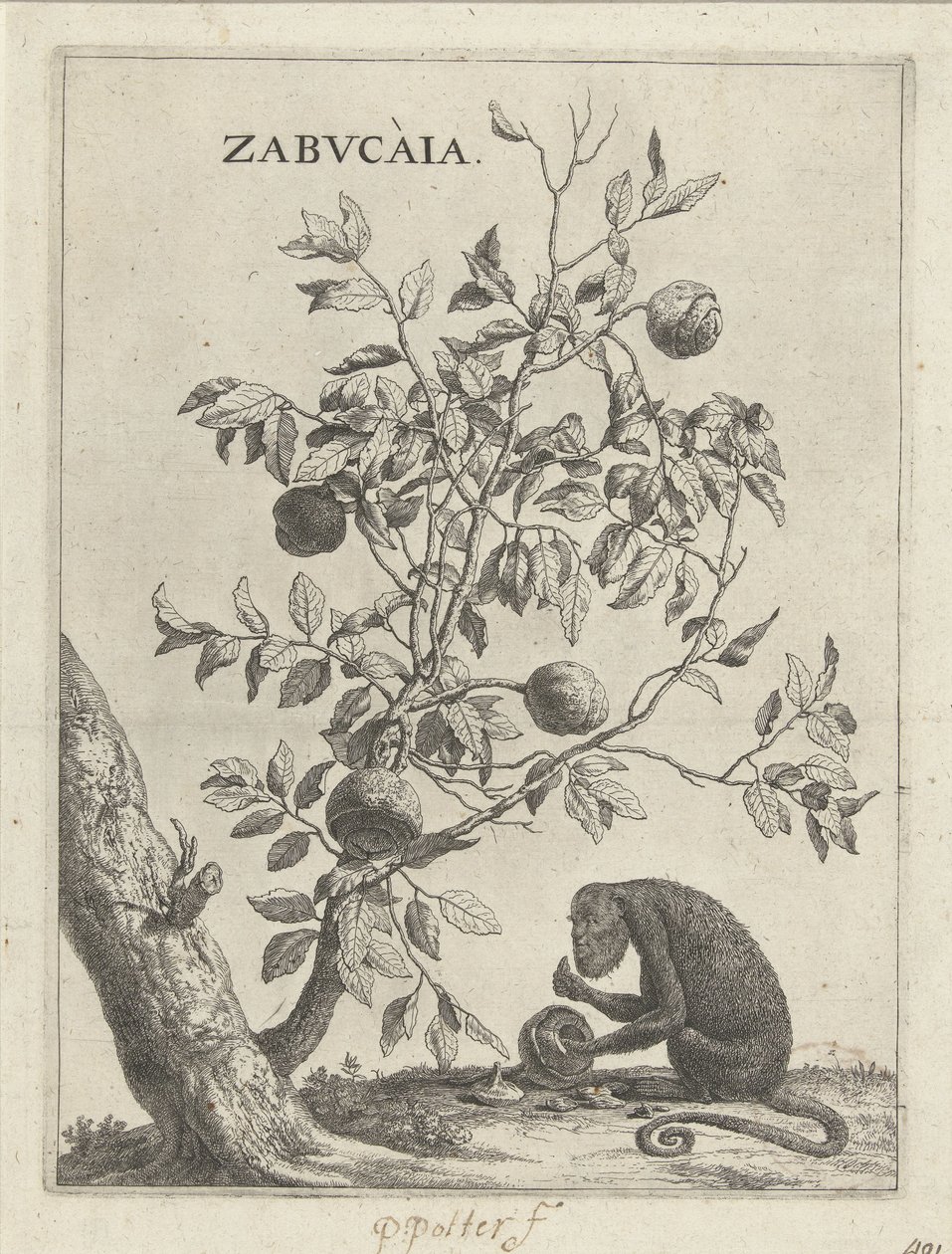 Zabucaiabaum und ein Affe von Paulus Potter