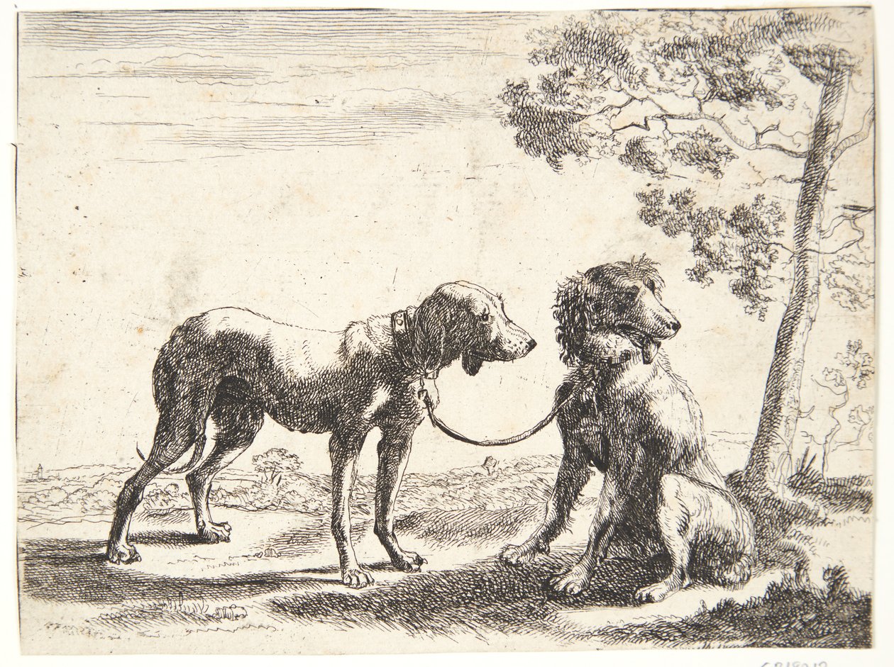 Zwei zusammengebundene Hunde von Paulus van Hillegaert (II)