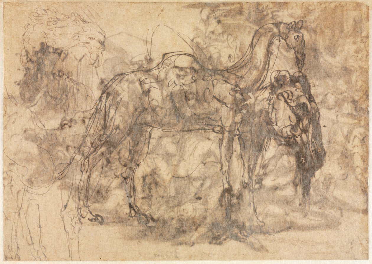 Tierskizzen verso, um 1545-47 von Perino del Vaga