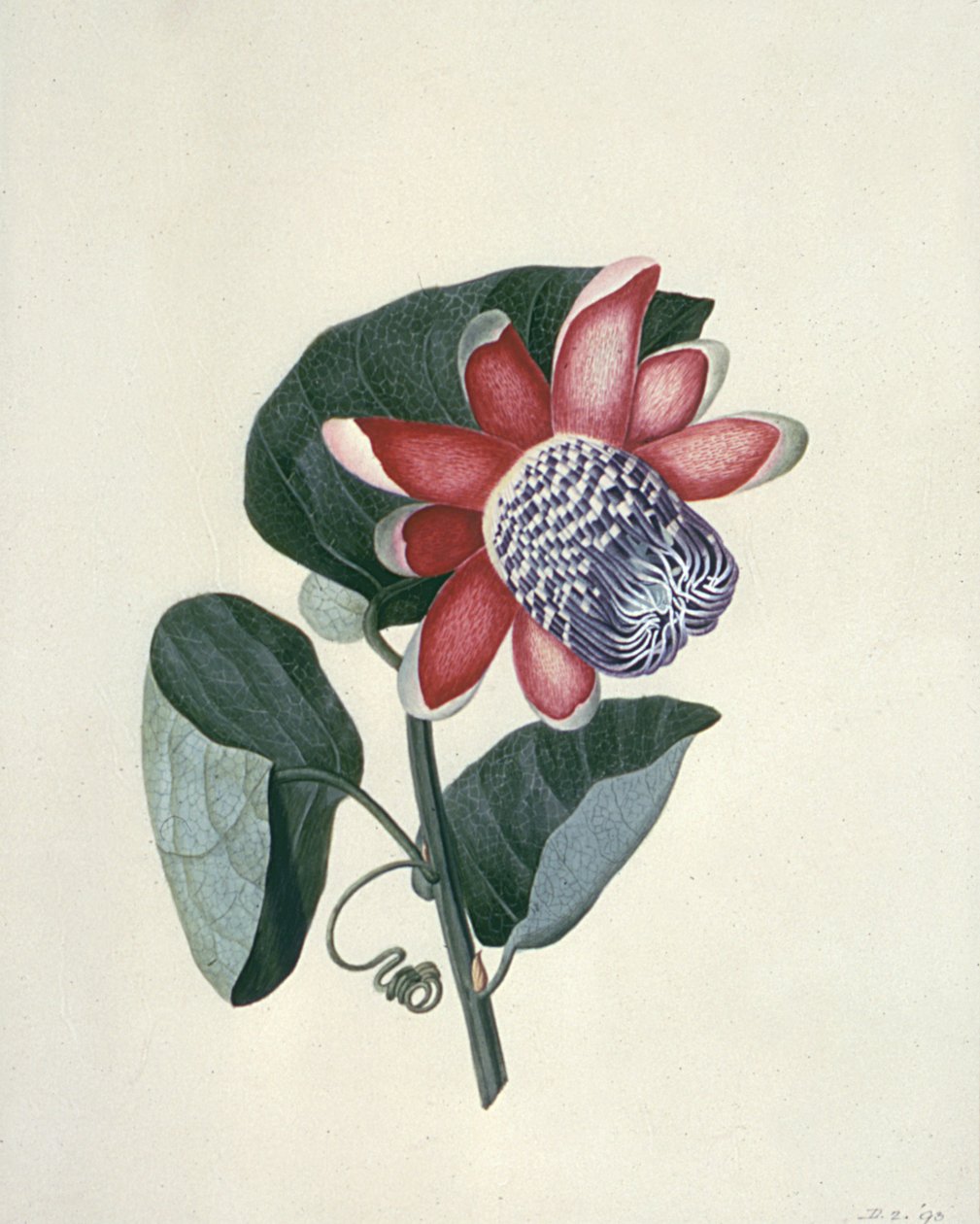 Blumenstudien, 18. Jahrhundert von Peter Brown