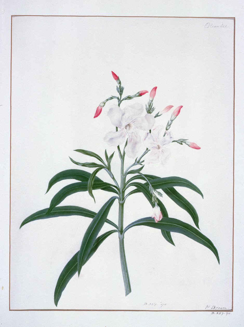 Blumenstudien, 18. Jahrhundert von Peter Brown