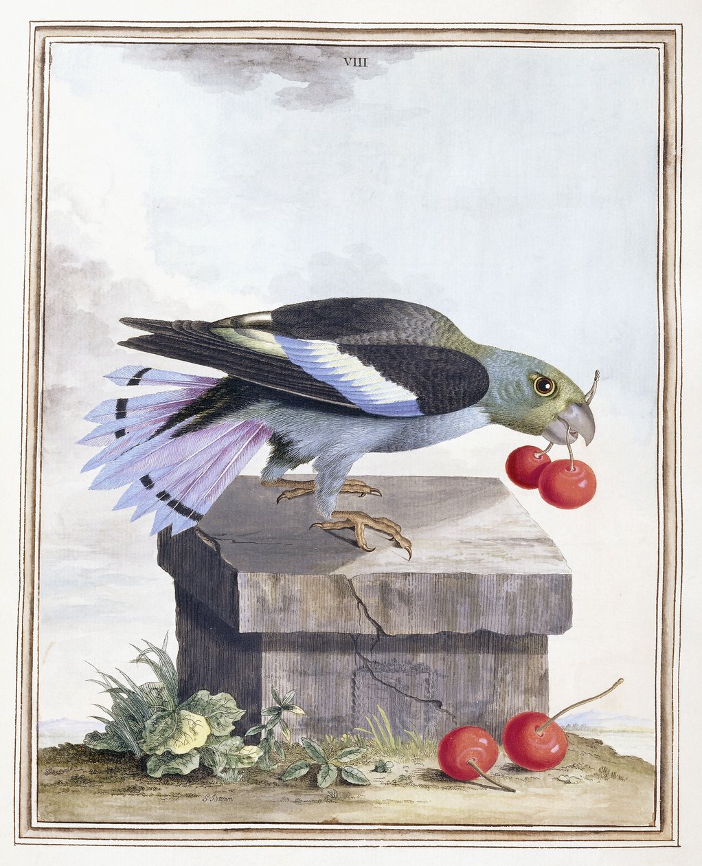 Tafel VIII von Peter Brown