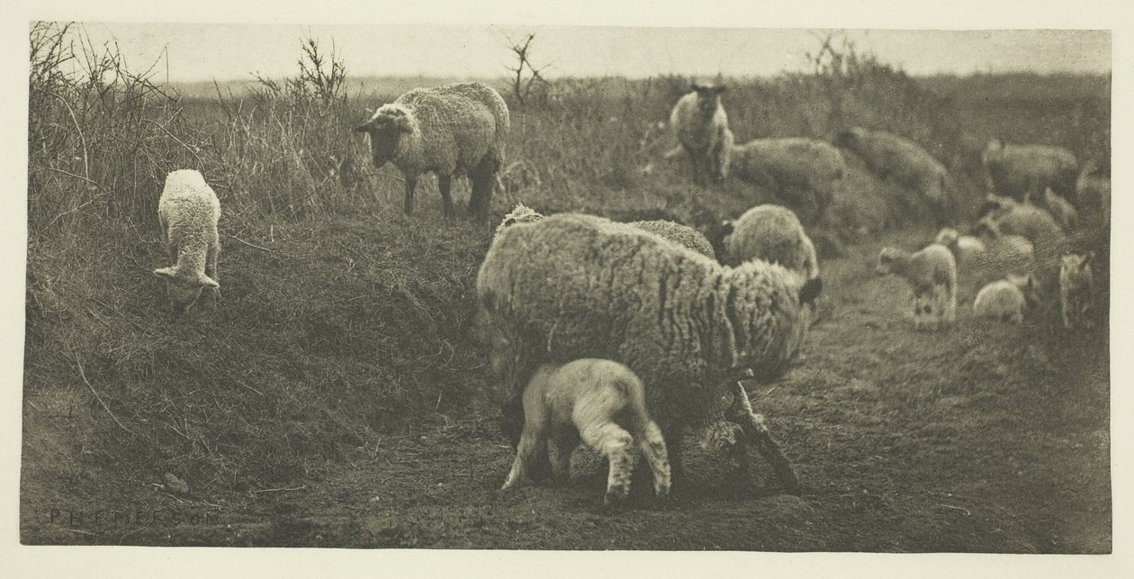 Eine Märchenpastorale (Suffolk) von Peter Henry Emerson