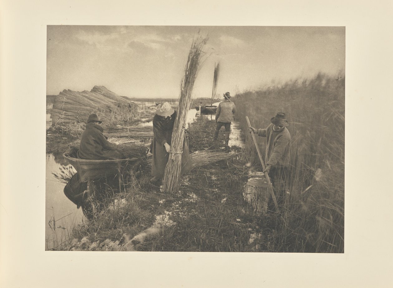 Während der Schilfernte von Peter Henry Emerson