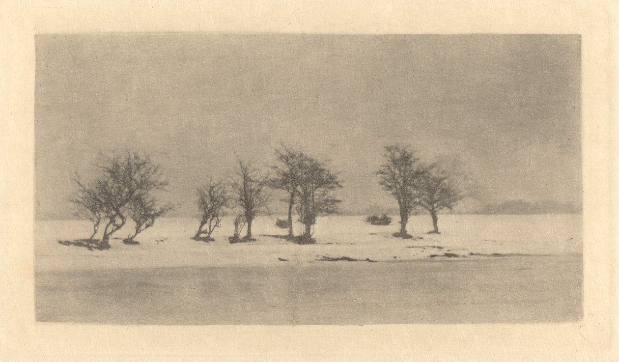 Knotige Dornbäume von Peter Henry Emerson