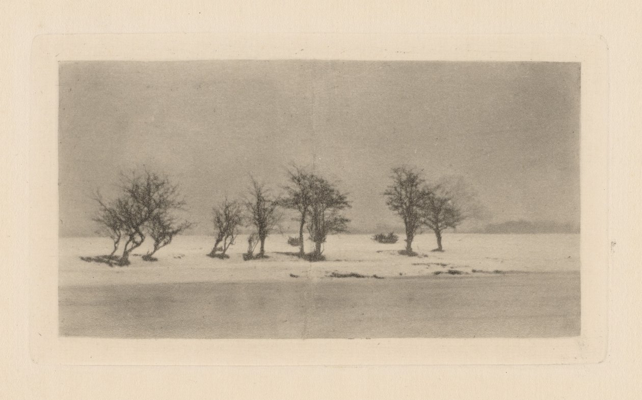 Knotige Dornbäume von Peter Henry Emerson