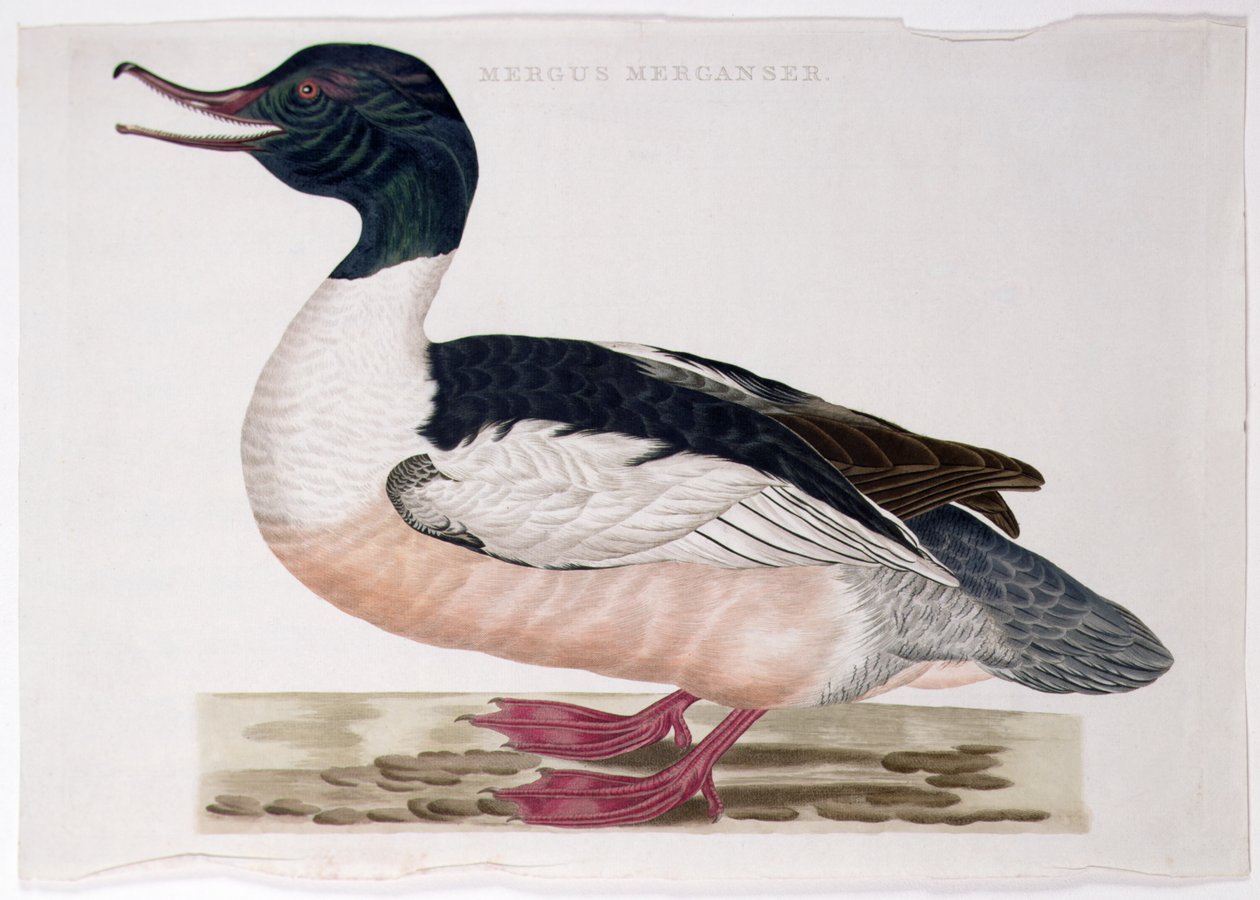 Gänsesäger von Peter Mazell