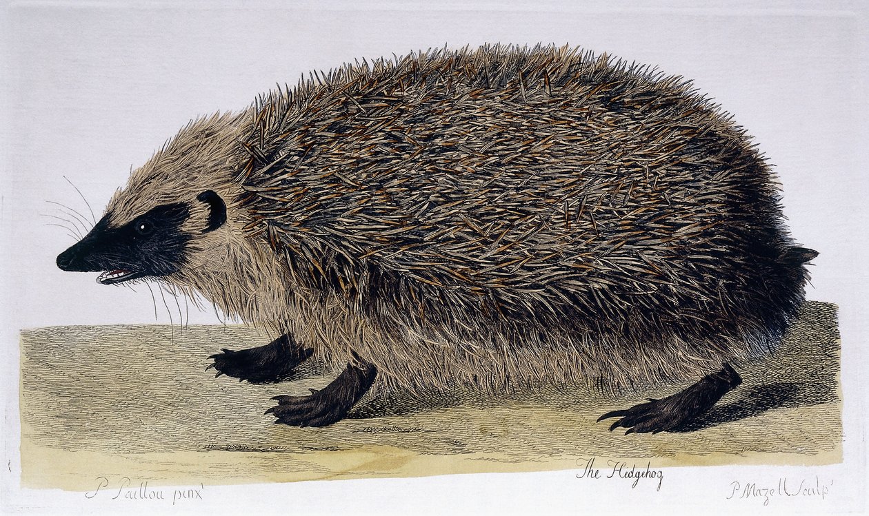 Der Igel, 1761-1766 von Peter Paillou