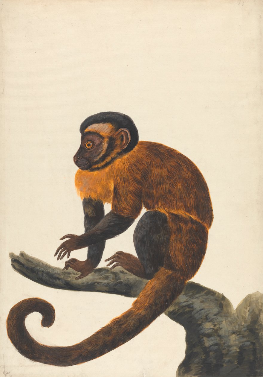 Ein Kapuziner von Peter Paillou the younger