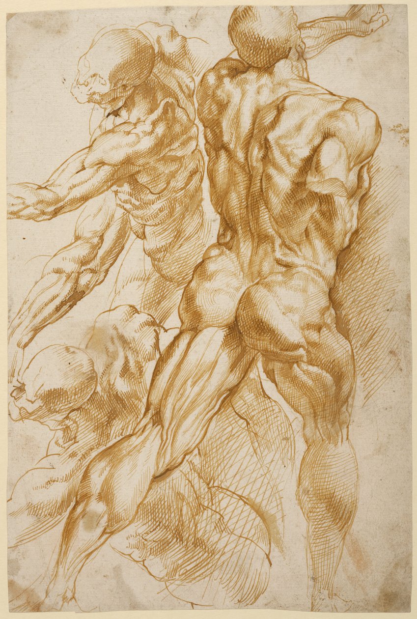 Anatomische Studien von Peter Paul Rubens