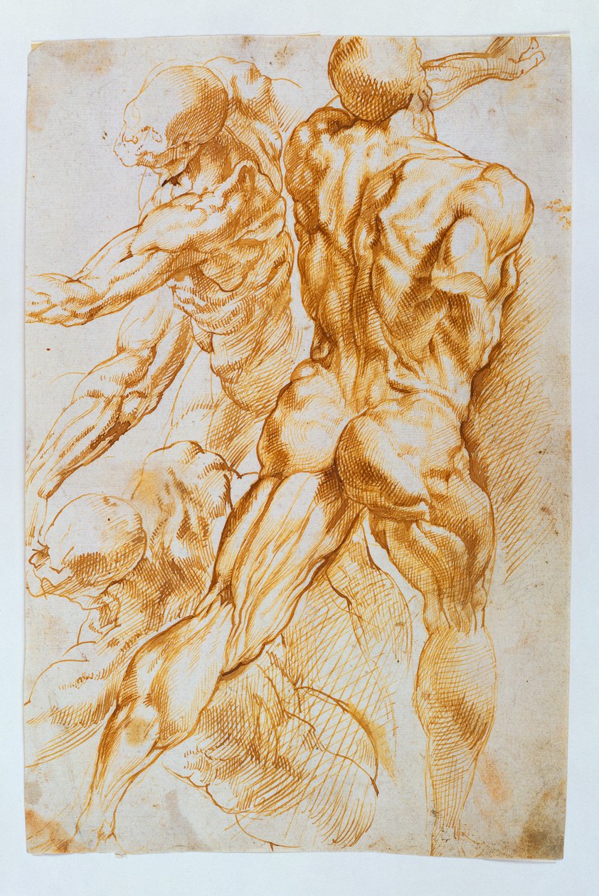 Anatomische Studien: Nackte im Kampf von Peter Paul Rubens