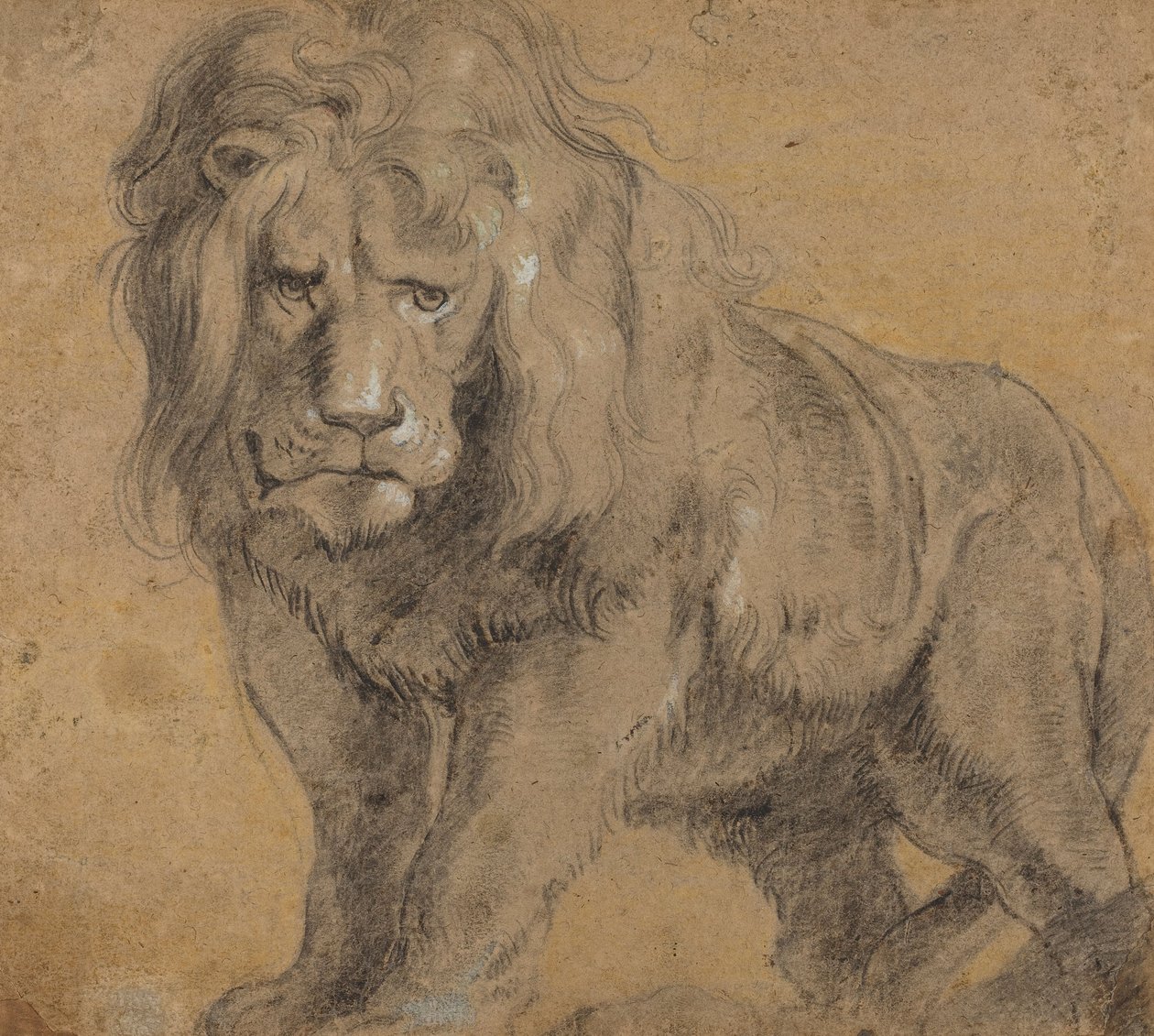 Löwe, ca. 1612-13 von Peter Paul Rubens