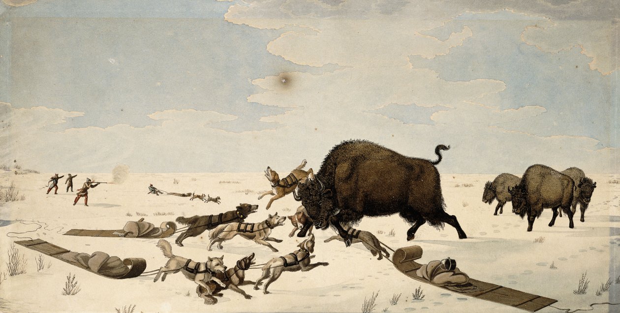 Büffeljagd, ca. 1822-1824 von Peter Rindisbacher