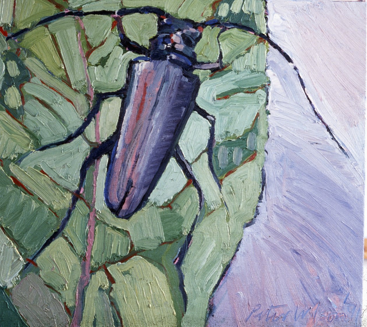 Moschusbockkäfer von Peter Wilson