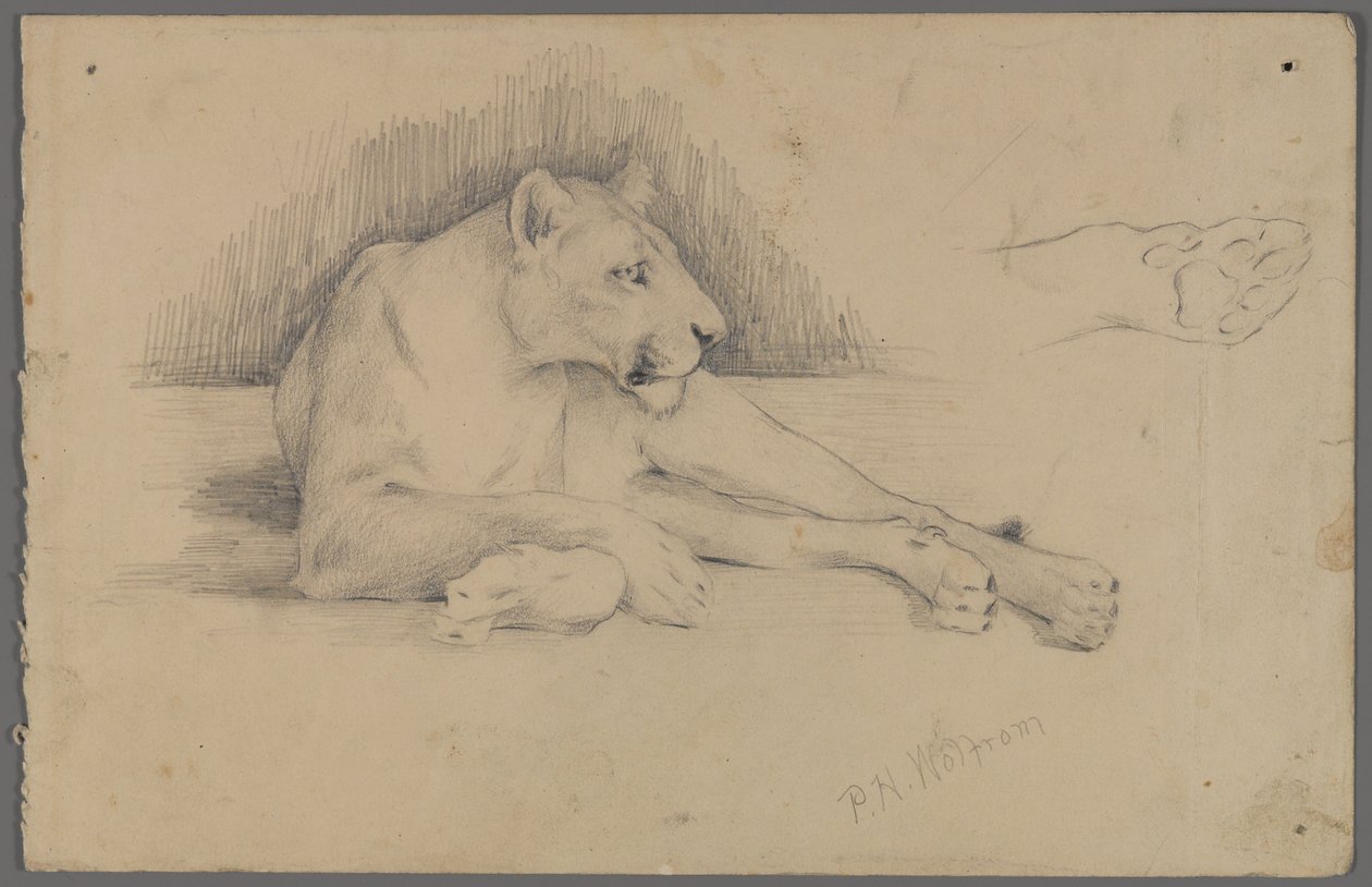 Sitzende Löwin von Philip H. Wolfrom