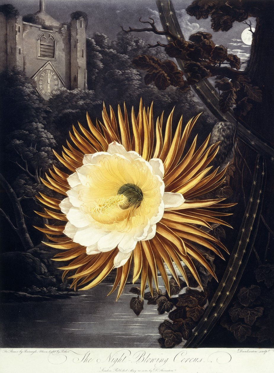 Die Nachtblühende Cereus, 1800 von Philip Reinagle