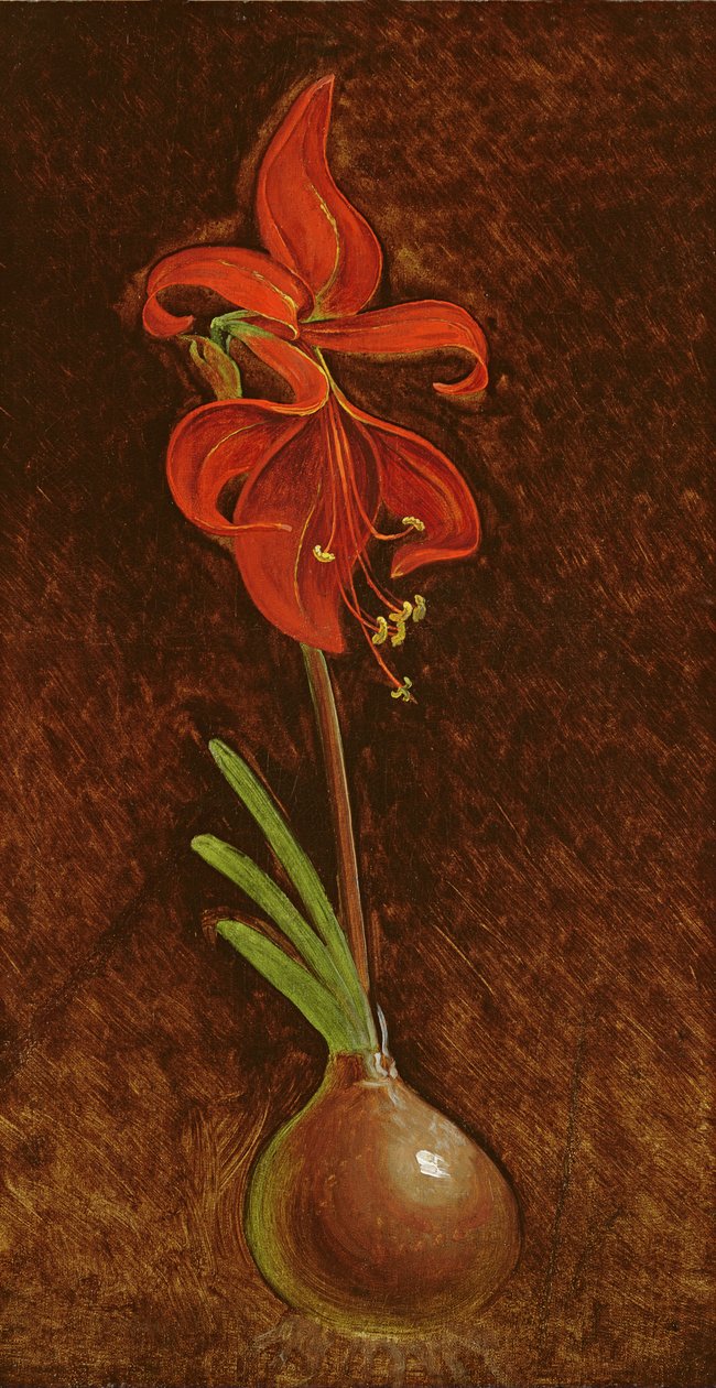 Amaryllis Formosissima von Philipp Otto Runge