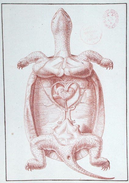 Eine Schildkröte von Philippe Simoneau
