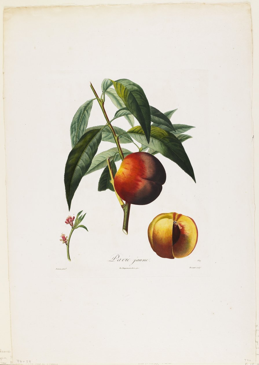 Pavie jaune. (Pfirsiche), aus Traite des Arbres Fruitiers, 1807-35 von Pierre Antoine Poiteau