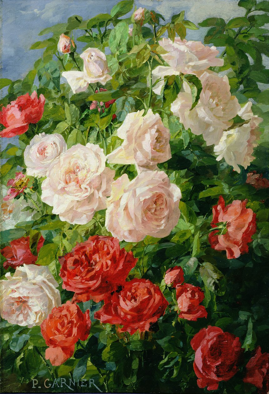 Rosa Rosen von Pierre Garnier