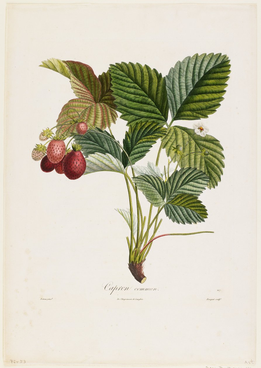 Capron commun. (Erdbeeren), aus Traite des Arbres Fruitiers, 1807-35 von Pierre Jean Francois Turpin