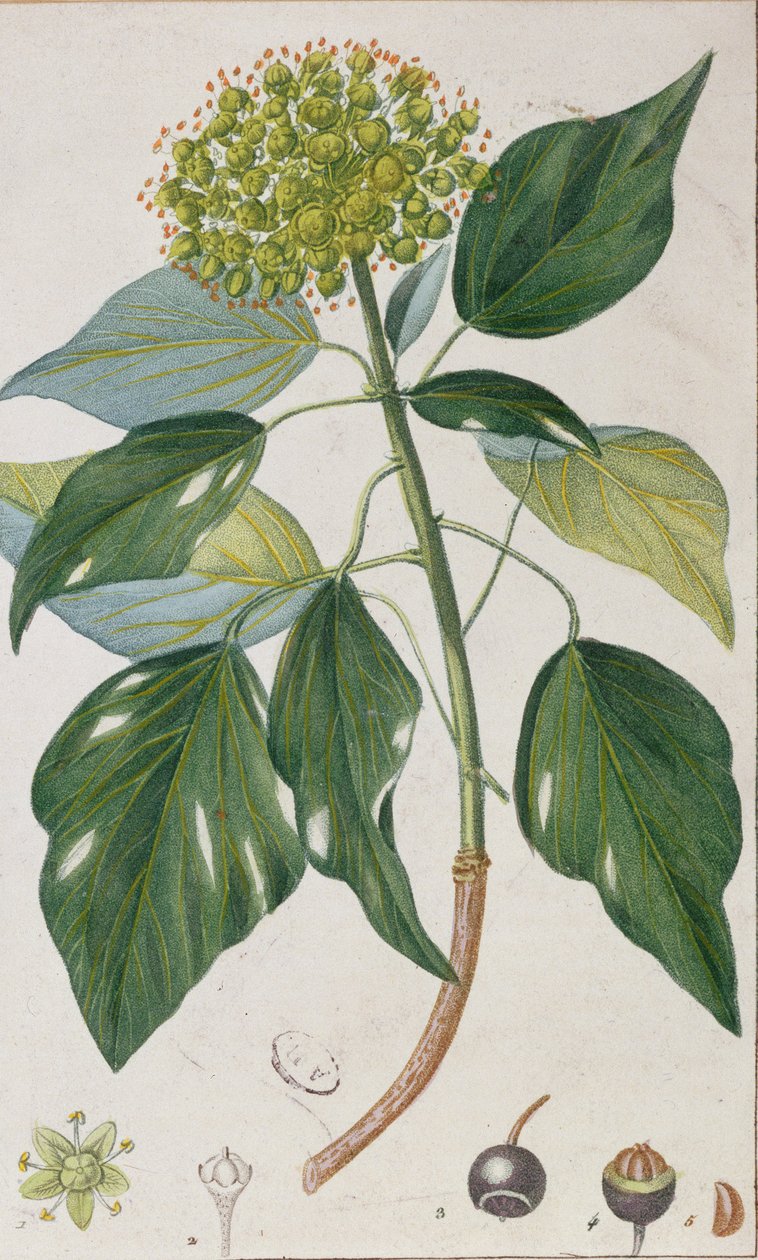 Kletternder Efeu, botanische Platte, ca. 1820 von Pierre Jean Francois Turpin