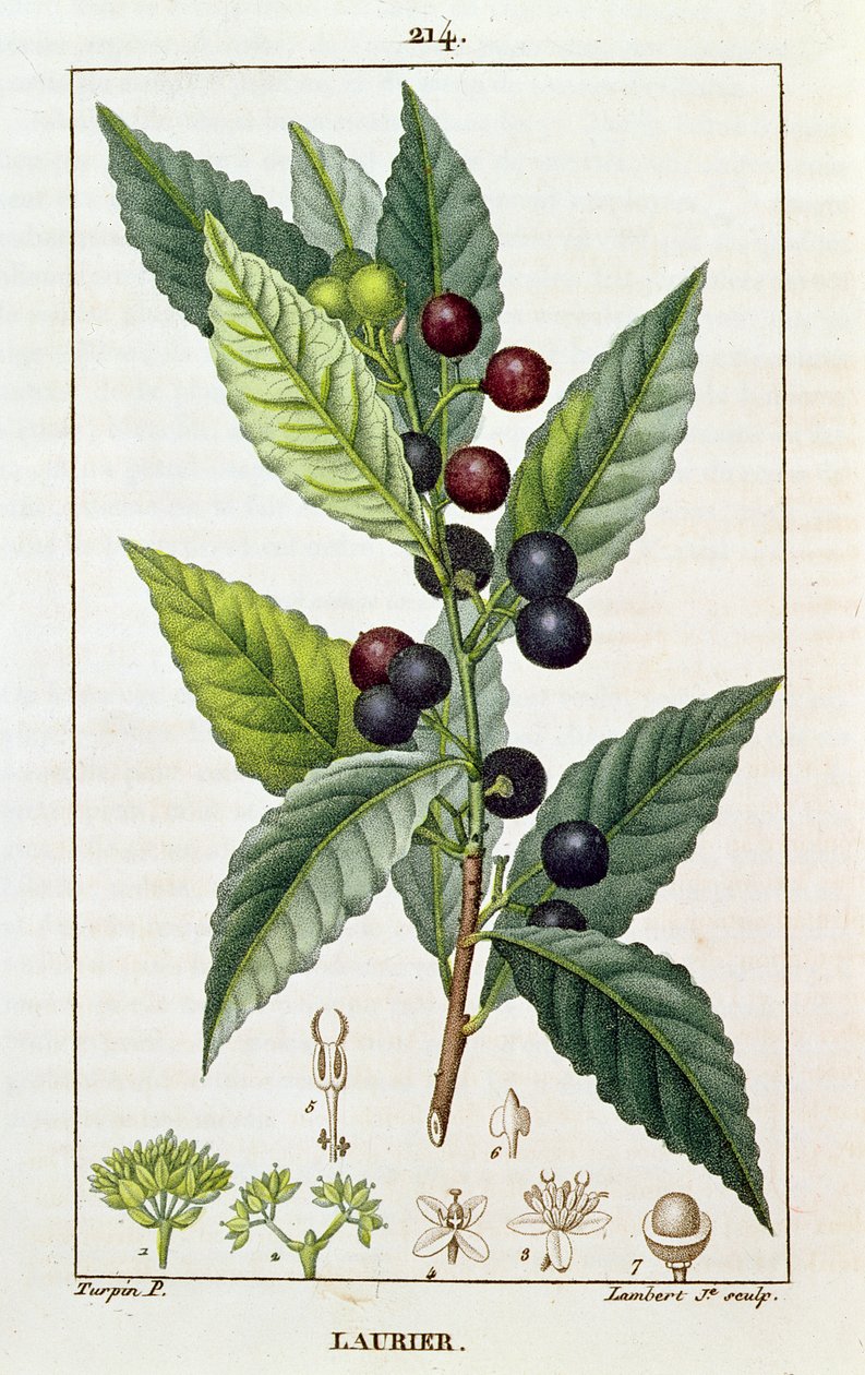 Lorbeer, botanische Tafel, ca. 1810 von Pierre Jean Francois Turpin