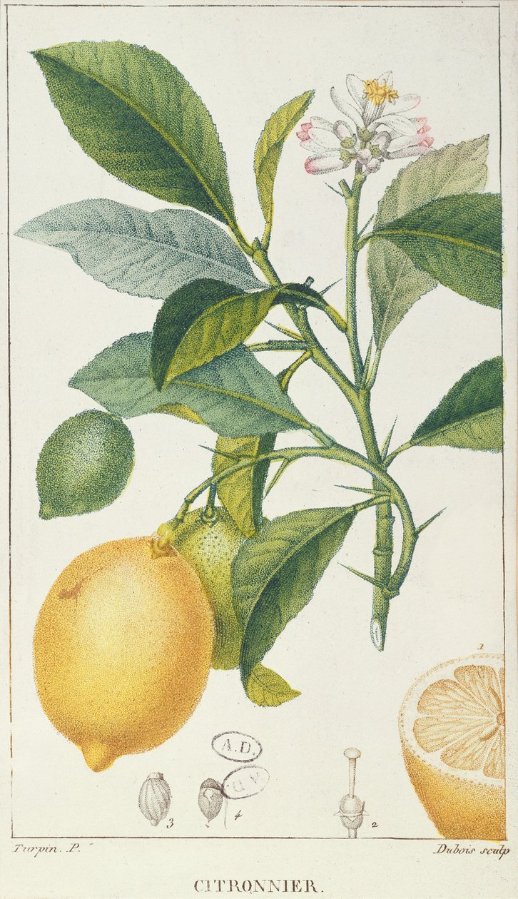 Der Zitronenbaum, graviert von Dubois, ca. 1820 von Pierre Jean Francois Turpin