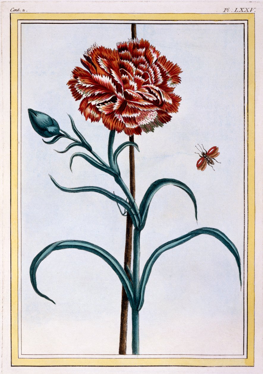 Nelke, ca. 1776 von Pierre Joseph Buchoz