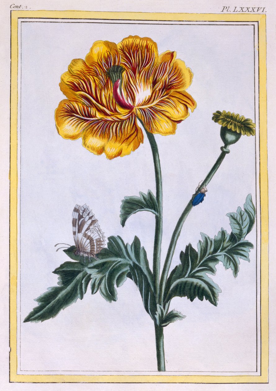 Doppelte kriechende Butterblume, Ranunculus repens Var: Pleniflorus, ca. 1776 von Pierre Joseph Buchoz