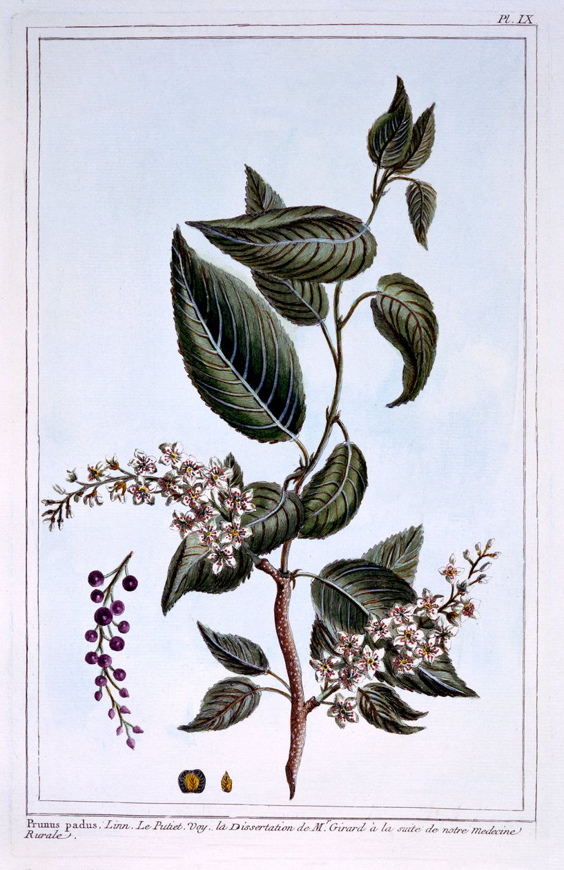 Prunus padus oder Traubenkirsche, Illustration aus 