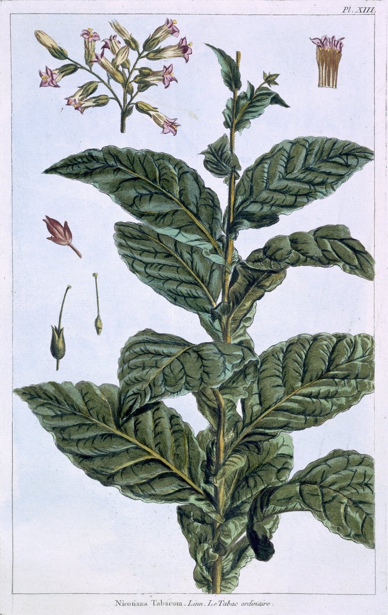 Tabakpflanze, Tafel 7, aus 